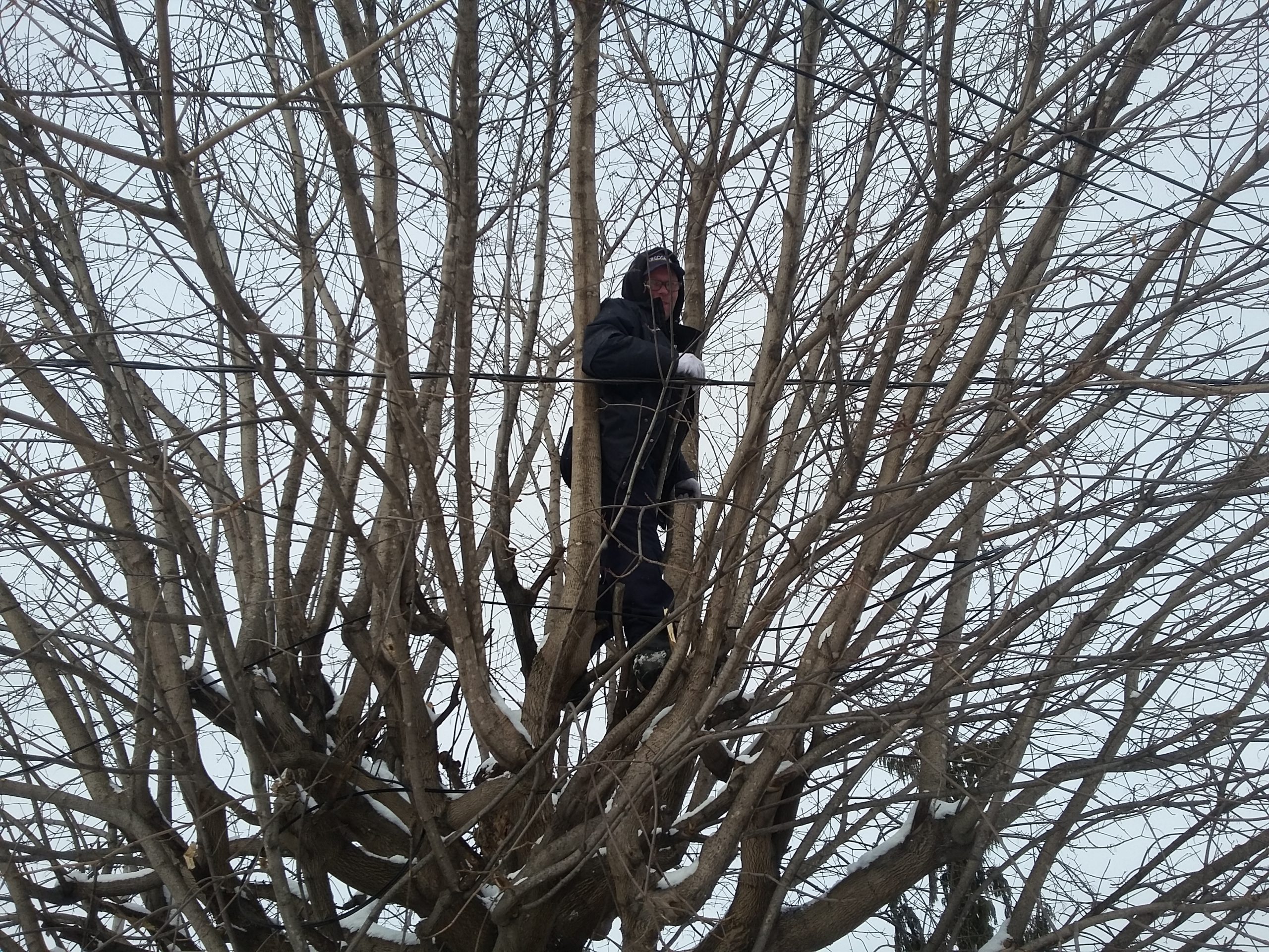 Francis… dans l'arbre !